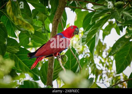 Papuan eclectus, roter eclectus oder New Guinea eclectus, Eclectus roratus, Raja Ampat Biodiversity Nature Resort, Waigeo, Raja Ampat, West Papua Stockfoto