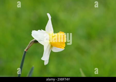 Nahaufnahme des weißen Dichters Narzissen (Narcissus cyclamineus) Jack Snipe mit zentraler gelber Corona in Frühlingsblüte, Wilnsdorf, Nord Stockfoto