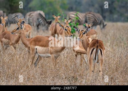 Herde von Impala (Aepyceros melampus) in hohem Gras, schwarze heeler Antilope, Kruger-Nationalpark, Südafrika Stockfoto