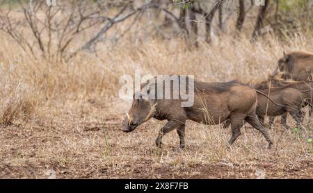 Gewöhnliches Warzenschwein (Phacochoerus africanus), in trockenem Gras, Kruger-Nationalpark, Südafrika Stockfoto