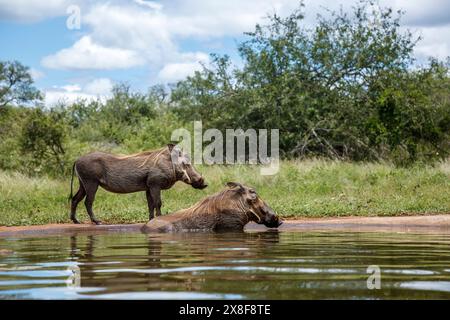 Zwei gewöhnliche Warzenschweine, die im Wasserloch im Kruger-Nationalpark in Südafrika baden; Specie Phacochoerus africanus Familie der Suidae Stockfoto