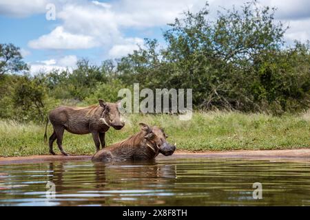 Zwei gewöhnliche Warzenschweine, die im Wasserloch im Kruger-Nationalpark in Südafrika baden; Specie Phacochoerus africanus Familie der Suidae Stockfoto