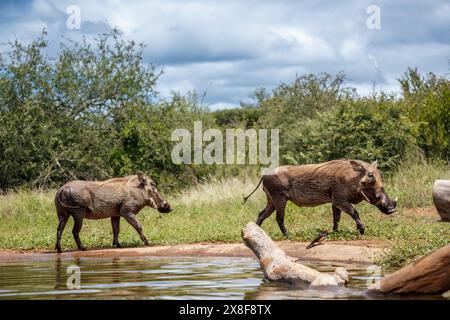 Zwei gewöhnliche Warzenschweine, die entlang des Wasserlochs im Kruger-Nationalpark, Südafrika spazieren; Specie Phacochoerus africanus Familie der Suidae Stockfoto