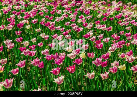 Weiße und pinkfarbene Tulpen blühen im Park. Natürlicher floraler Hintergrund. Stockfoto
