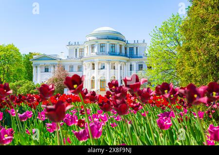 Elagin Palace ist ein Sommerpalast auf der Insel Elagin in St. Petersburg. Blühende Tulpen im Vordergrund. St. Petersburg, Russland - 24. Mai 2024 Stockfoto