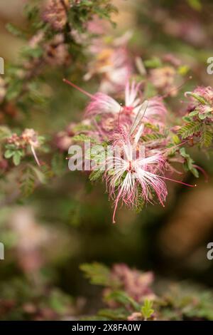 Natürliches Nahaufnahme blühendes Pflanzenporträt des bezaubernden Elfenstaubs Calliandra eriophylla. Arizona, USA. Fesselnd, blendend, verführerisch, altersfest Stockfoto