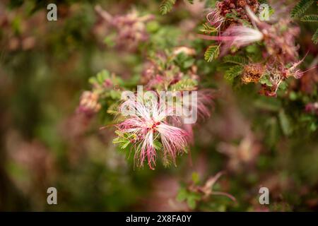 Natürliches Nahaufnahme blühendes Pflanzenporträt des bezaubernden Elfenstaubs Calliandra eriophylla. Arizona, USA. Fesselnd, blendend, verführerisch, altersfest Stockfoto