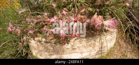 Natürliches Nahaufnahme blühendes Pflanzenporträt des bezaubernden Elfenstaubs Calliandra eriophylla. Arizona, USA. Fesselnd, blendend, verführerisch, altersfest Stockfoto