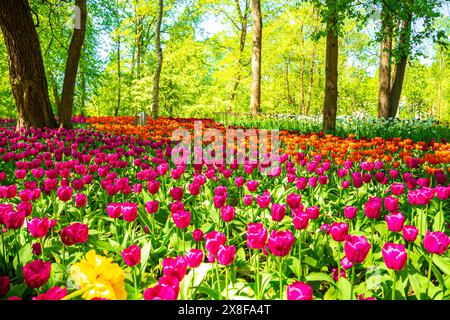 Bunte Tulpen blühen im Park. Jährliches Tulpenfest in St. Petersburg. Elagin Island, St. Petersburg, Russland - 24. Mai 2024. Stockfoto