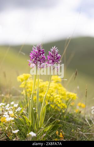 Orchis militaris, wilde Orchideen, fotografiert im italienischen Apennin in großer Höhe. Abruzzen, Italien. Stockfoto