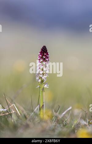 Neotinea ustulata, wilde Orchideen, fotografiert im italienischen Apennin in großer Höhe. Abruzzen, Italien. Stockfoto