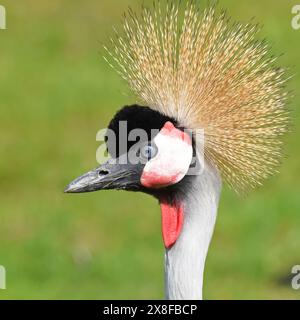 Ostafrikanischer Kranich Stockfoto