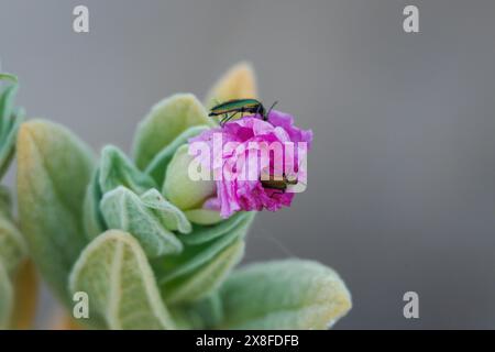 Blaugrüner Käfer, Psilothrix viridicoerulea, isst von Cistus cistus albidus Blüte, Sierra de Mariola, Alcoy, Spanien Stockfoto