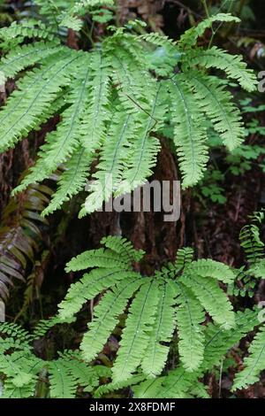 Natürliche Nahaufnahme der frischen grünen Blätter des Western of Aleutian Maidenhair Farns, Adiantum aleuticum in einem Oregon forrest, USA Stockfoto