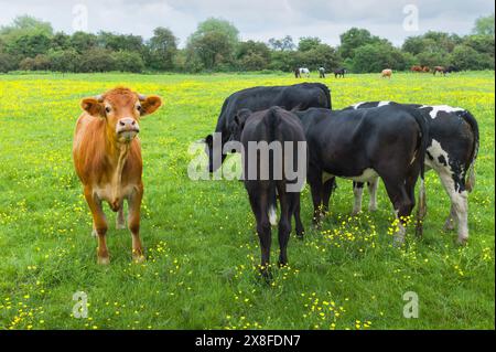 Nutztiere, Kühe, Weiden auf üppigem Gras und bedeckt mit blühenden Wildblumen auf Figham Weide. Beverley, Yorkshire, Großbritannien. Stockfoto