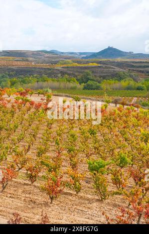 Weinberg im Herbst. San Vicente de la Sonsierra, La Rioja, Spanien. Stockfoto