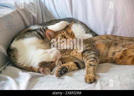 Zwei Katzen liegen auf einem Sofa. Stockfoto