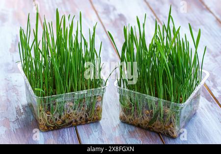 Gekeimtes Grün aus Weizenkörnern in Kunststoffbehältern auf blauem Holztisch Stockfoto