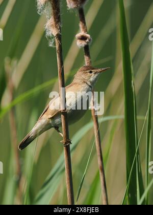 Die lokalen Schilfkrautmaler sammeln noch Nestmaterial, aber einige sind möglicherweise bereits auf Eiern. Stockfoto