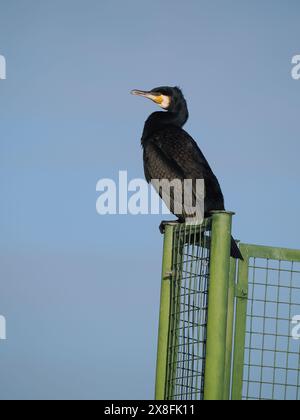 Cormorant trocknet sich auf einer Sicherheitsstruktur an einem lokalen Reservoir. Stockfoto