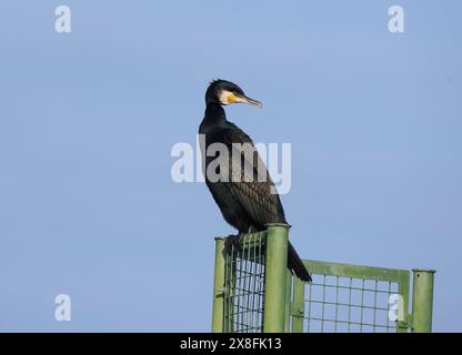 Cormorant trocknet sich auf einer Sicherheitsstruktur an einem lokalen Reservoir. Stockfoto