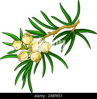 Farbige Detaillierte Abbildung Von Juniper Branch. Stock Vektor