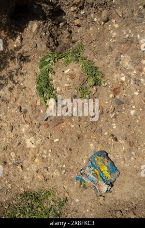 Kaninchen finden in Maldon in Essex knusprige Pakete und andere Plastikmüll aus den 1970er Jahren. Quelle: David Johnson/Alamy Live News Stockfoto