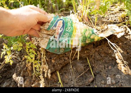 Kaninchen finden in Maldon in Essex knusprige Pakete und andere Plastikmüll aus den 1970er Jahren. Quelle: David Johnson/Alamy Live News Stockfoto