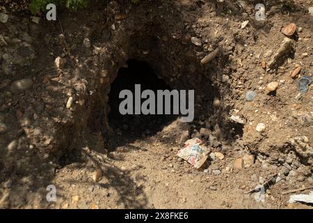 Kaninchen finden in Maldon in Essex knusprige Pakete und andere Plastikmüll aus den 1970er Jahren. Quelle: David Johnson/Alamy Live News Stockfoto