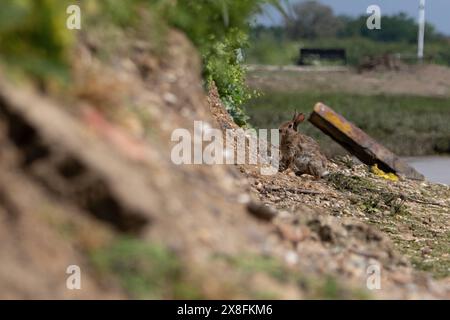 Kaninchen finden in Maldon in Essex knusprige Pakete und andere Plastikmüll aus den 1970er Jahren. Quelle: David Johnson/Alamy Live News Stockfoto