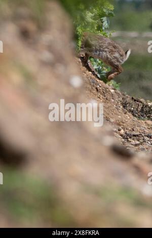 Kaninchen finden in Maldon in Essex knusprige Pakete und andere Plastikmüll aus den 1970er Jahren. Quelle: David Johnson/Alamy Live News Stockfoto