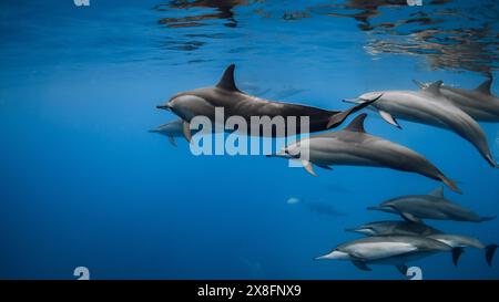 Delfine spielen und schwimmen unter Wasser im blauen Meer. Delfinfamilie im Ozean Stockfoto