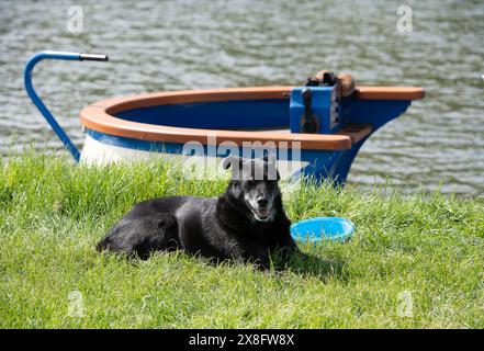 Eton, Windsor, Großbritannien. Mai 2024. Eine Hundehose in der heißen Sonne neben der Themse. Es war ein wunderschönes sonniges Frühlingswochenende in Eton, Windsor, Berkshire, als die Leute spazierten, auf den Brocas picknickten und Zeit auf Booten auf der Themse verbrachten, um die Aussicht auf Windsor Castle zu genießen. Viele Vergnügungskreuzer kommen in den Sommermonaten von London nach Windsor und Eton und legen neben den Brocas an. Quelle: Maureen McLean/Alamy Live News Stockfoto