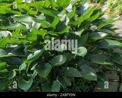 Dunkelgrünes Laub der eleganten, harten Staude, Hosta „Devon Green“ Stockfoto