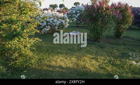 Rasenpflege mit einem Mähroboter. Ein Roboter mäht das Gras in einem blühenden lilafarbenen Garten – die Rasenschneidemaschine ist im Automatikbetrieb. Stockfoto