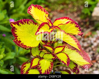 Buntes Laub der zarten, exotischen, ausdauernden Sommerbeete oder Gewächshauspflanze Coleus „Samt“ Stockfoto