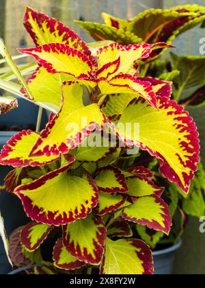 Buntes Laub der zarten, exotischen, ausdauernden Sommerbeete oder Gewächshauspflanze Coleus „Samt“ Stockfoto