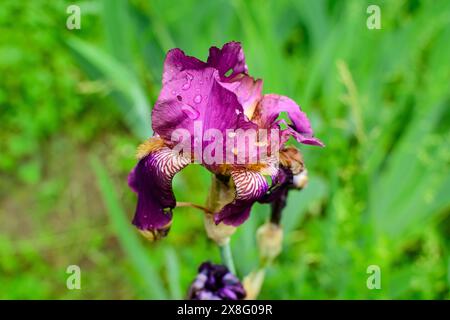 Nahaufnahme einer großen zarten lila Irisblume in einem sonnigen Frühlingsgarten, schöner floraler Hintergrund im Freien mit weichem Fokus fotografiert Stockfoto
