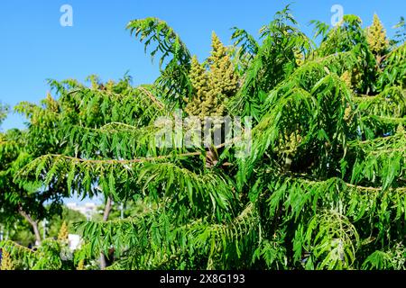 Minimalistischer monochromer Hintergrund mit großen grünen Blättern und kleinen Blüten des Rhus-Strauchs, allgemein bekannt als Sumac, Sumach oder sumaq, in einem Garten in einem Stockfoto