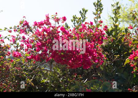 Bougainvillaea glabra Blumen, Athen, Griechenland, Europa. Stockfoto