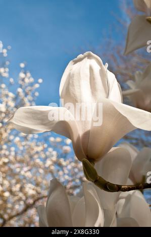 Magnolie (Veitchii X Denudata) 'Columbus', Savill Garden, Berkshire, England, Vereinigtes Königreich Stockfoto