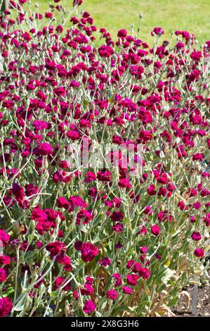 Rose Campion, Lychnis Coronaria Gardeners' World 'Blych' Stockfoto