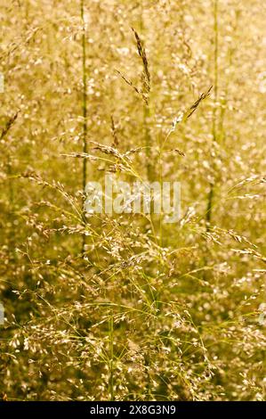 Deschampsia cespitosa 'Goldtau' tufted hair grass (syn. Golden Dew) Stockfoto