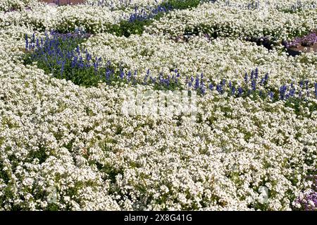 Nemesia „Poetry White“ Stockfoto