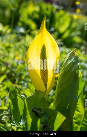 Lysichiton Americanus, auch als westliche Skunk Cabbage, gelbe Skunk Kohl oder Sumpf-Laterne Stockfoto