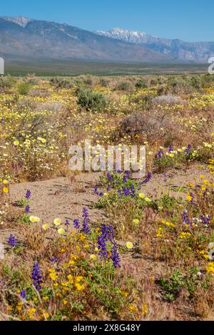 Diese Wildblumen-Superblüte entstand im Frühjahr 2024 in der Nähe von COSO Junction im Inyo County, CA. Stockfoto