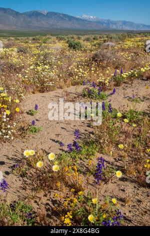 Diese Wildblumen-Superblüte entstand im Frühjahr 2024 in der Nähe von COSO Junction im Inyo County, CA. Stockfoto