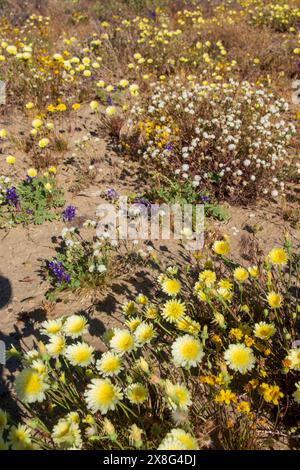 Diese Wildblumen-Superblüte entstand im Frühjahr 2024 in der Nähe von COSO Junction im Inyo County, CA. Stockfoto