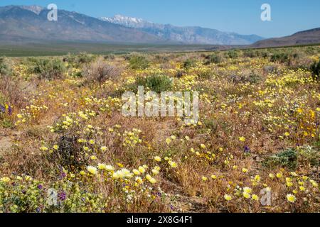 Diese Wildblumen-Superblüte entstand im Frühjahr 2024 in der Nähe von COSO Junction im Inyo County, CA. Stockfoto