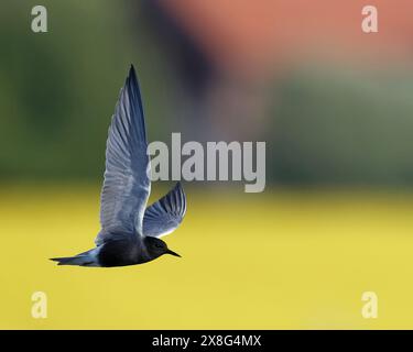 Schwarze Seeschwalbe, Chlidonias niger im Flug Stockfoto